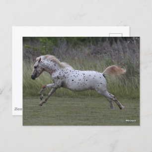 Carte Postale Bob Langrish Spotty Pony of America Leaping