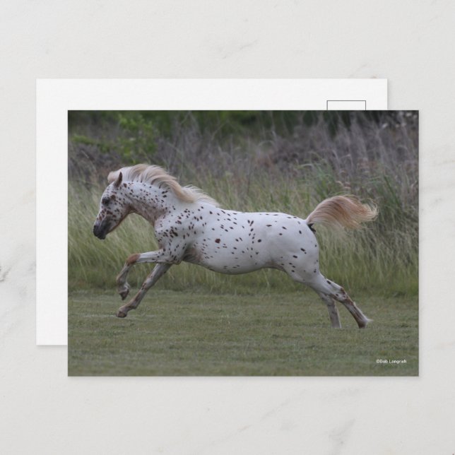 Carte Postale Bob Langrish | Spotty Pony of America Leaping (Devant / Derrière)