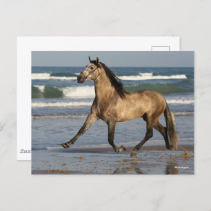 Carte Postale Bob Langrish Stallion Andalou Courir Sur La Plage