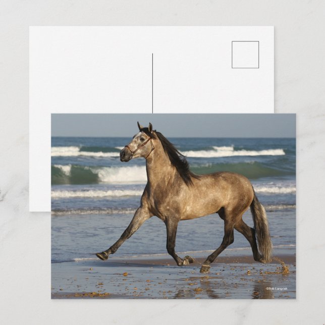 Carte Postale Bob Langrish Stallion Andalou Courir Sur La Plage (Devant / Derrière)