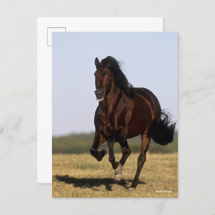 Carte Postale Bob Langrish Stallion andalou en marche