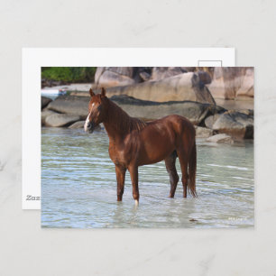 Carte Postale Bob Langrish Stallion Arabe Dans L'Eau