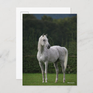 Carte Postale Bob Langrish Stallion arabe gris debout
