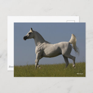 Carte Postale Bob Langrish Stallion arabe gris en campagne