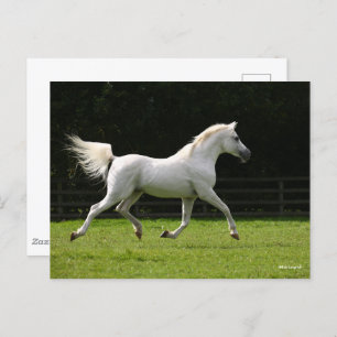 Carte Postale Bob Langrish Stallion arabe gris en marche