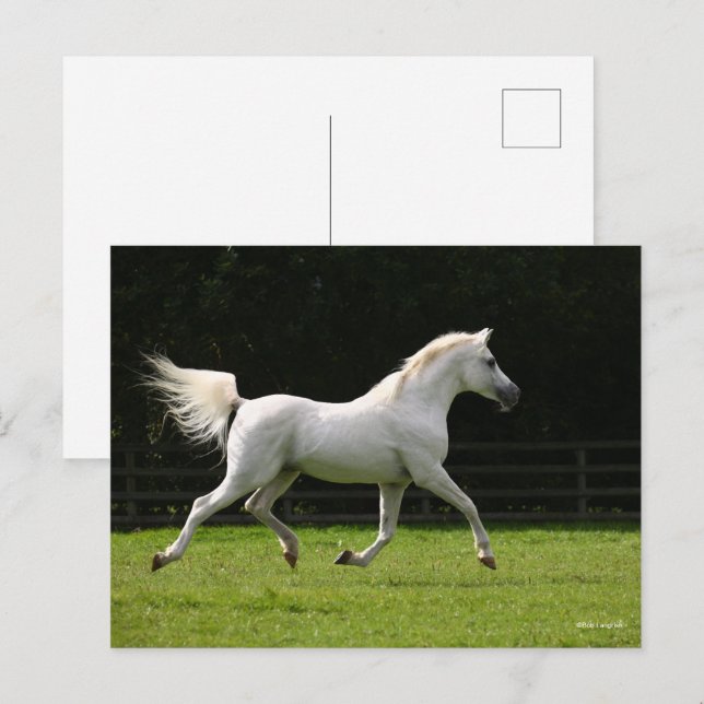 Carte Postale Bob Langrish | Stallion arabe gris en marche (Devant / Derrière)