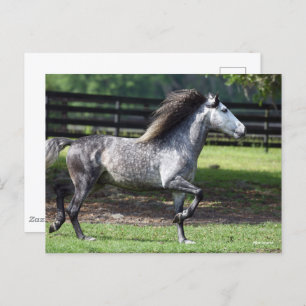 Carte Postale Bob Langrish Stallion lusitano gris pomme