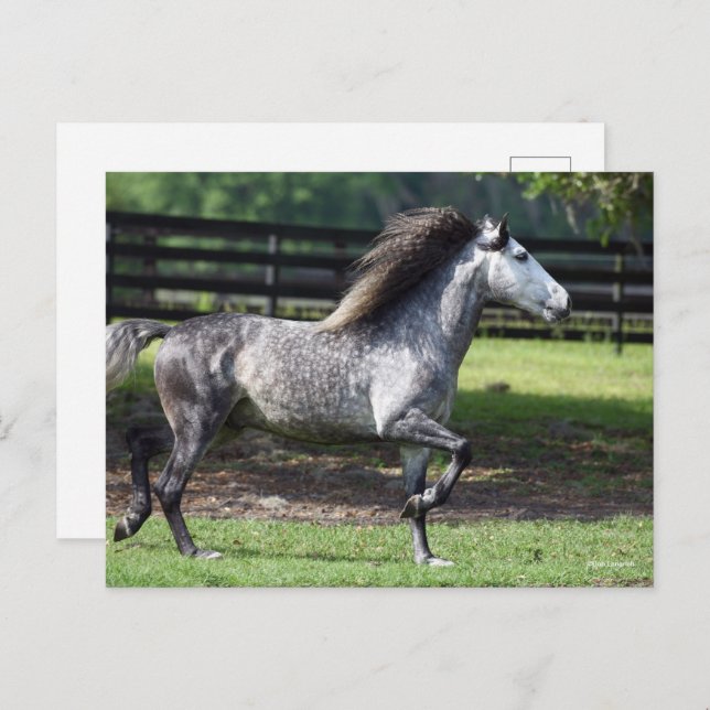 Carte Postale Bob Langrish | Stallion lusitano gris pomme (Devant / Derrière)