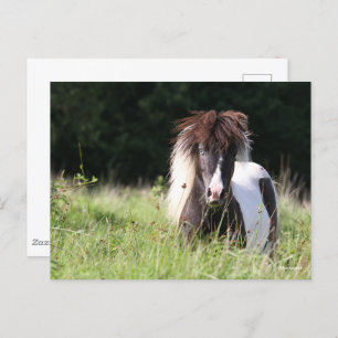 Carte Postale Bob Langrish   Stallion Shetland debout Dans L'Her
