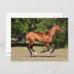 Carte Postale Bob Langrish Stallion Teke Bay Akhal en cours