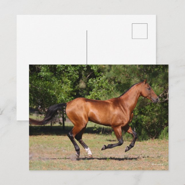 Carte Postale Bob Langrish | Stallion Teke Bay Akhal en cours (Devant / Derrière)