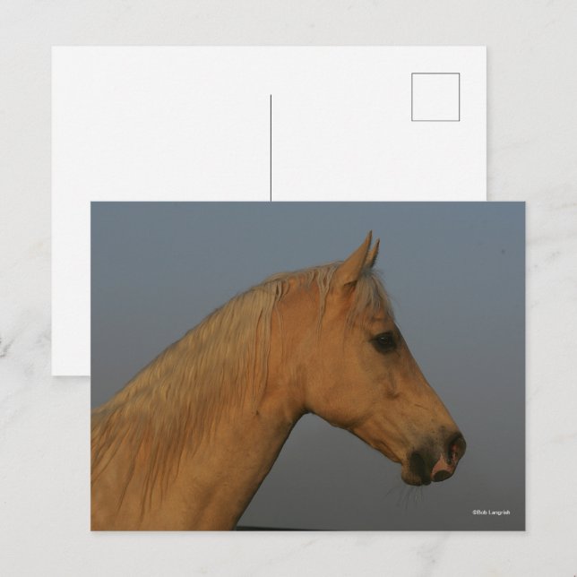 Carte Postale Bob Langrish | Tennessee Walker Misty Headshot (Devant / Derrière)