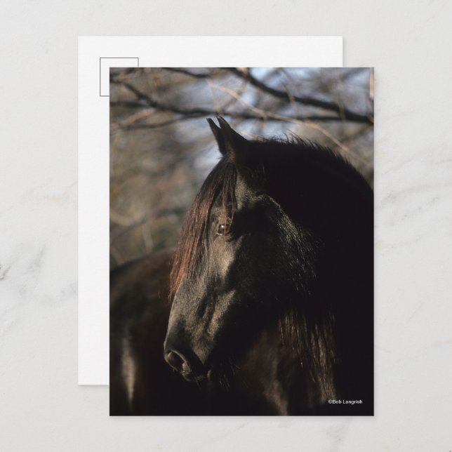 Carte Postale Bob Langrish | Tennessee Walker noir (Devant / Derrière)