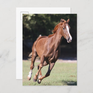 Carte Postale Bob Langrish   Tennessee Walker Testnut Running