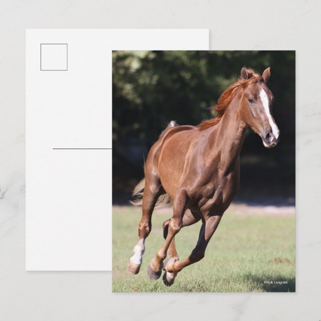 Carte Postale Bob Langrish | Tennessee Walker Testnut Running (Devant / Derrière)