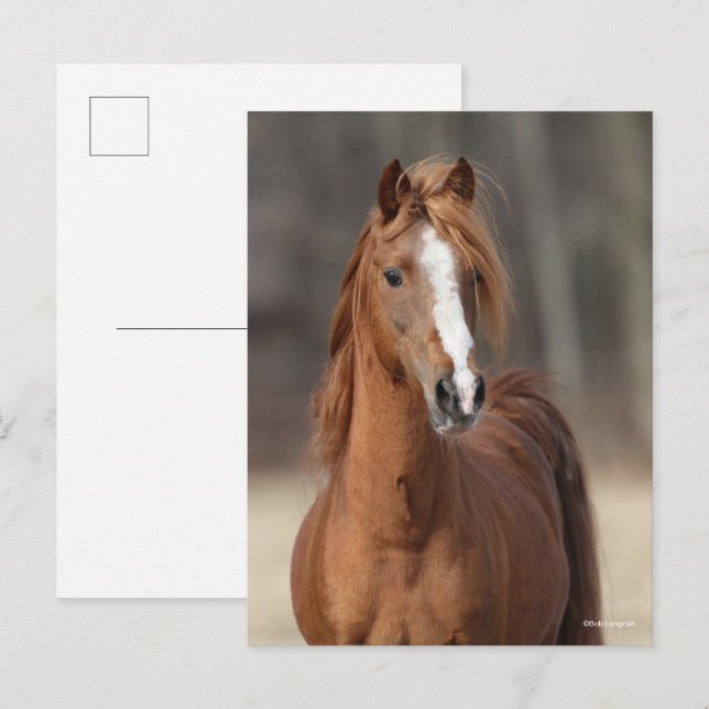 Carte Postale Bob Langrish | Tête de tête de Hackney Pony châtai (Devant / Derrière)