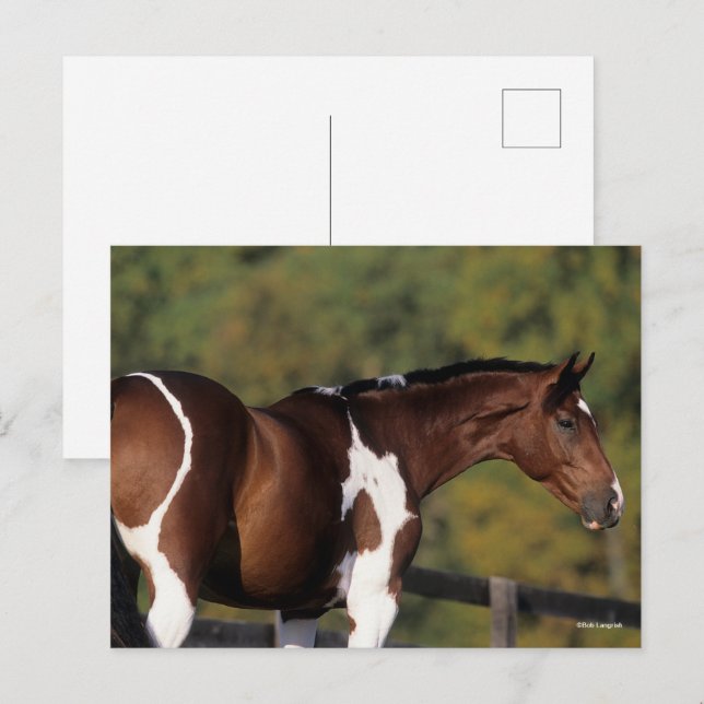 Carte Postale Bob Langrish | Tête de tête Pinto Warmblood Standi (Devant / Derrière)