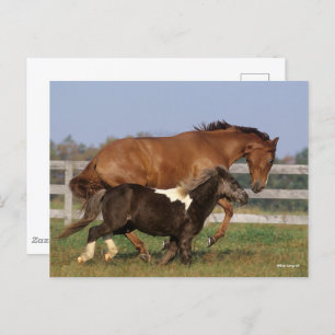 Carte Postale Bob Langrish   Thoroughbred et Shetland Pony