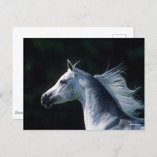 Carte Postale Bob Langrish Tirage arabe gris 3