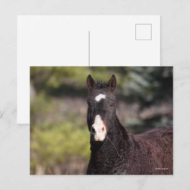 Carte Postale Bob Langrish | Tirage de Bashkir Curly Mare (Devant / Derrière)