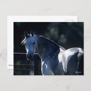 Carte Postale Bob Langrish Tirage de tête arabe gris-pomme rét