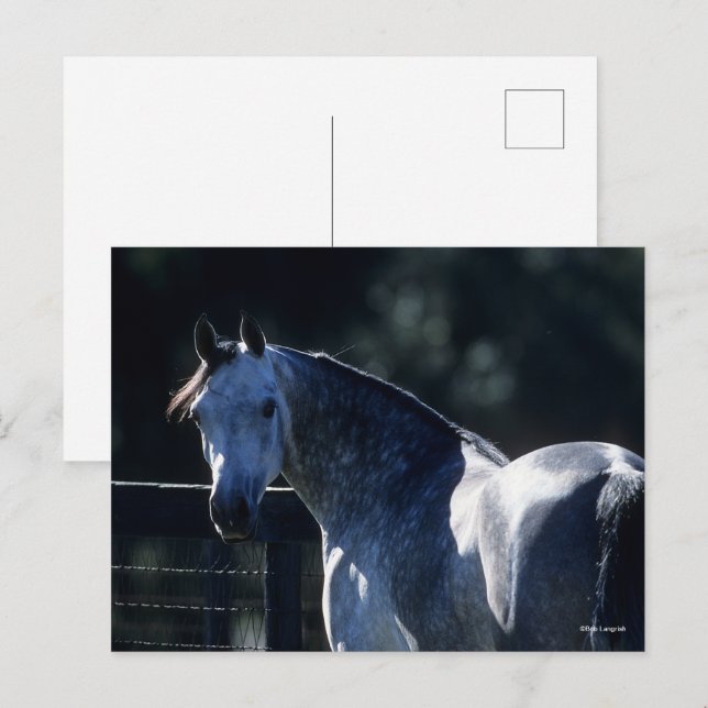 Carte Postale Bob Langrish | Tirage de tête arabe gris-pomme rét (Devant / Derrière)