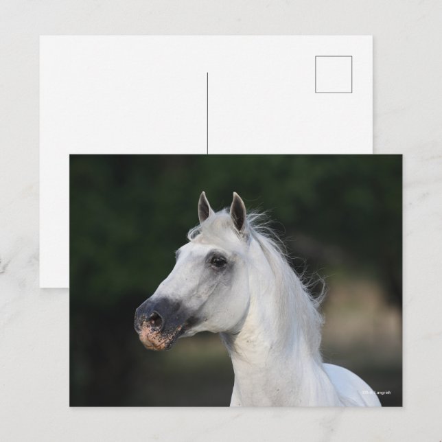 Carte Postale Bob Langrish | Tirage d'écran gris de Stallion and (Devant / Derrière)