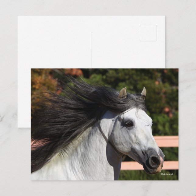 Carte Postale Bob Langrish | Tirage d'écran gris de Stallion and (Devant / Derrière)
