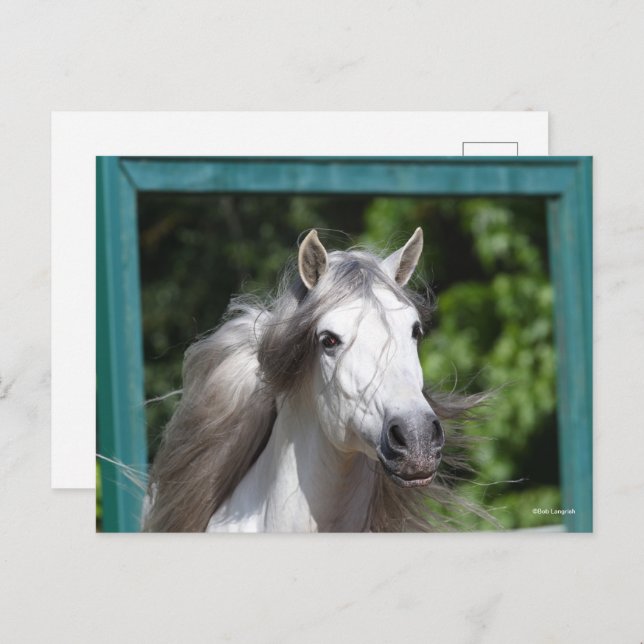Carte Postale Bob Langrish | Tirage d'un stallion andalou gris (Devant / Derrière)