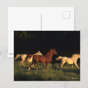 Carte Postale Bob Langrish Trois Arabes Courent Dans La Lumière 