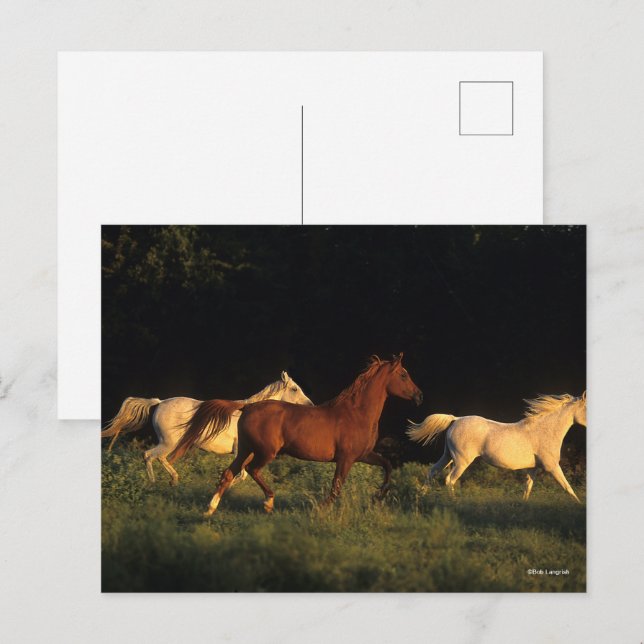 Carte Postale Bob Langrish Trois Arabes Courent Dans La Lumière  (Devant / Derrière)