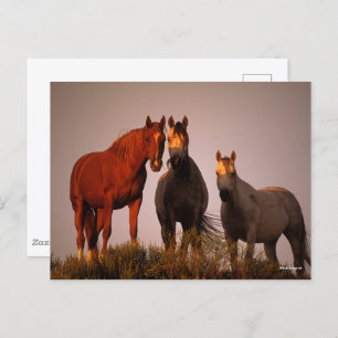 Carte Postale Bob Langrish   Trois Arabes debout au coucher du s