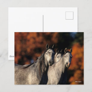 Carte Postale Bob Langrish   Trois Arabes gris se rassemblent