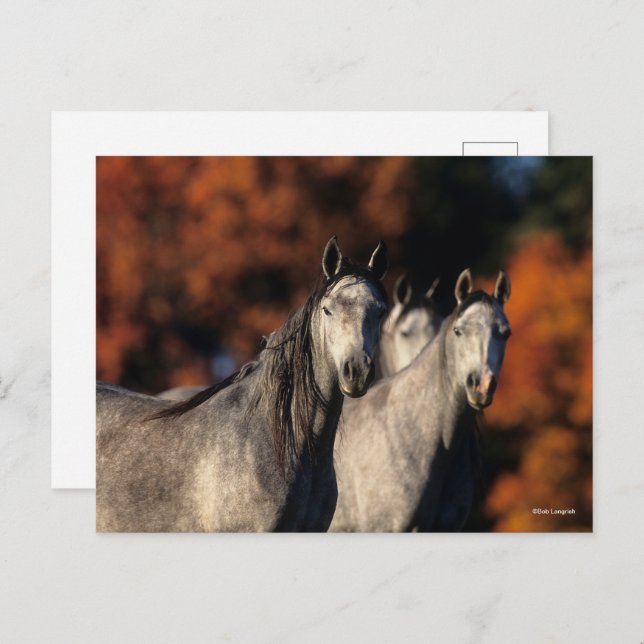 Carte Postale Bob Langrish | Trois Arabes gris se rassemblent (Devant / Derrière)