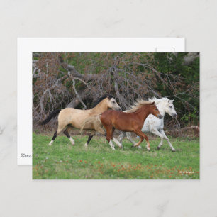 Carte Postale Bob Langrish   Trois Poney Courent Ensemble