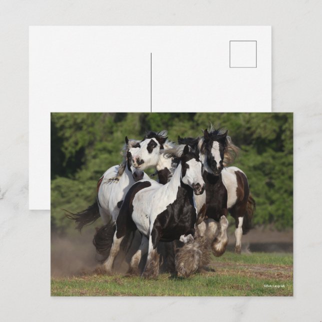 Carte Postale Bob Langrish | Troupeau De Chevaux De Vannières Ts (Devant / Derrière)