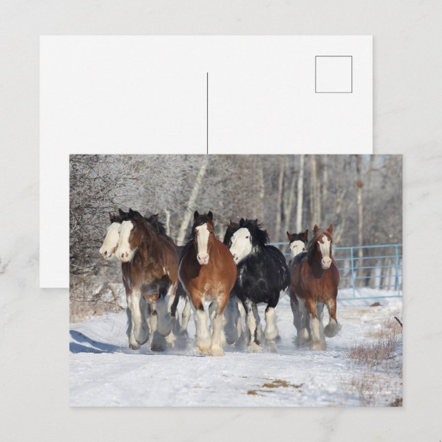 Carte Postale Bob Langrish | Troupeau De Clydesdales En Neige (Devant / Derrière)