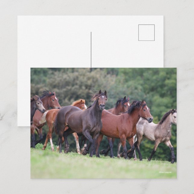 Carte Postale Bob Langrish | Troupeau de poneys gallois en campa (Devant / Derrière)