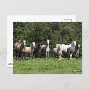 Carte Postale Bob Langrish   Troupeau De Ponies Galloises Debout