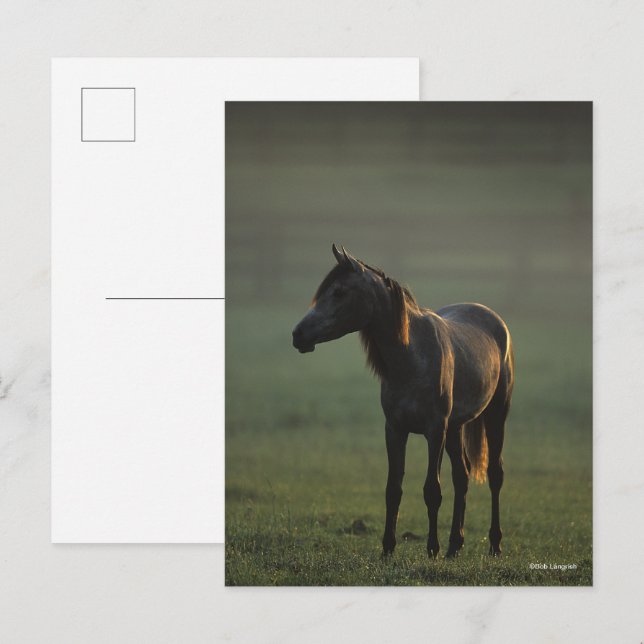 Carte Postale Bob Langrish | Un Arabe debout dans le fond de la  (Devant / Derrière)