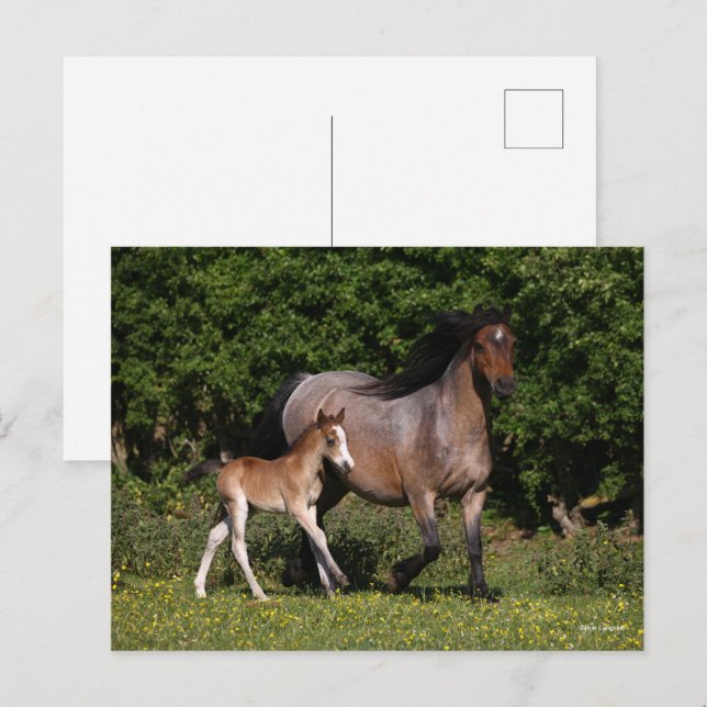 Carte Postale Bob Langrish | Welsh Pony Mare and Foal Running (Devant / Derrière)