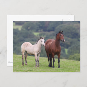Carte Postale Bob Langrish   Welsh Pony Mare and Foie Standing