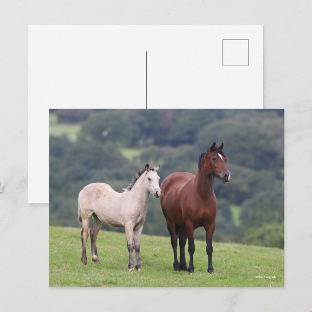 Carte Postale Bob Langrish | Welsh Pony Mare and Foie Standing (Devant / Derrière)
