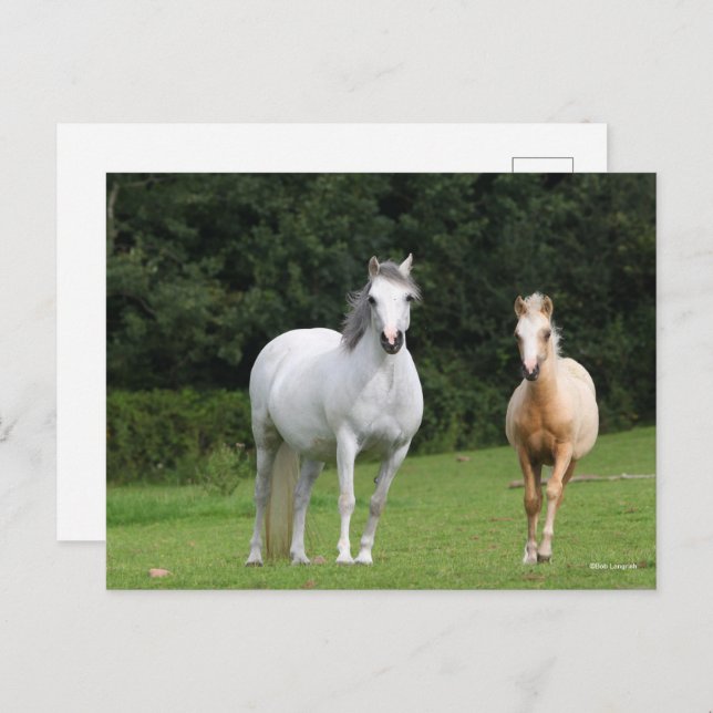 Carte Postale Bob Langrish | Welsh Pony Mare et Foie (Devant / Derrière)