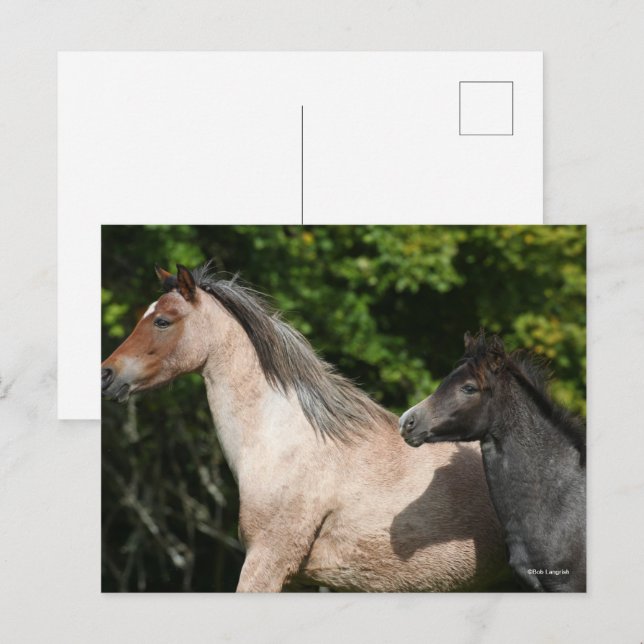 Carte Postale Bob Langrish | Welsh Pony Mare et Foie Headshot (Devant / Derrière)