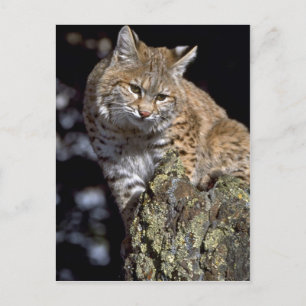 Carte Postale Bobcat