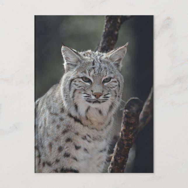 Carte Postale Bobcat (Devant)
