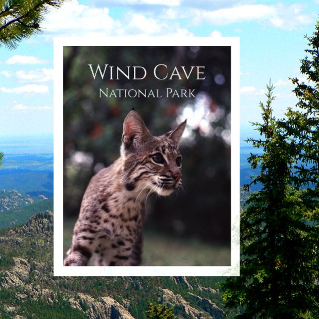 Carte Postale Bobcat au parc national Wind Cave National Park, D (Créateur téléchargé)