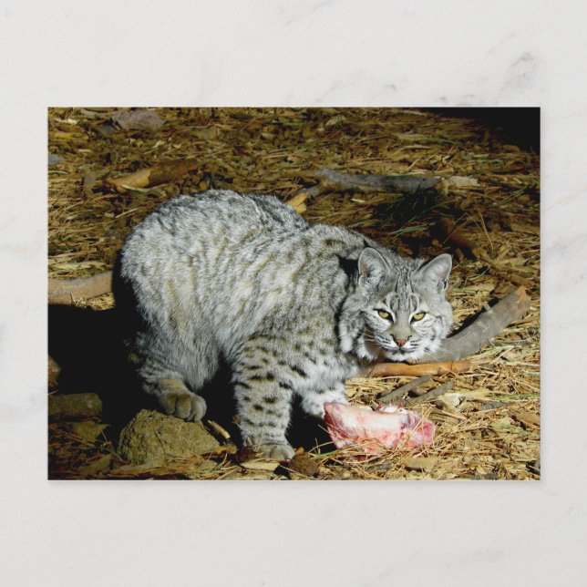 Carte Postale Bobcat... Bearizona (Devant)
