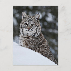 Carte Postale Bobcat dans la neige
